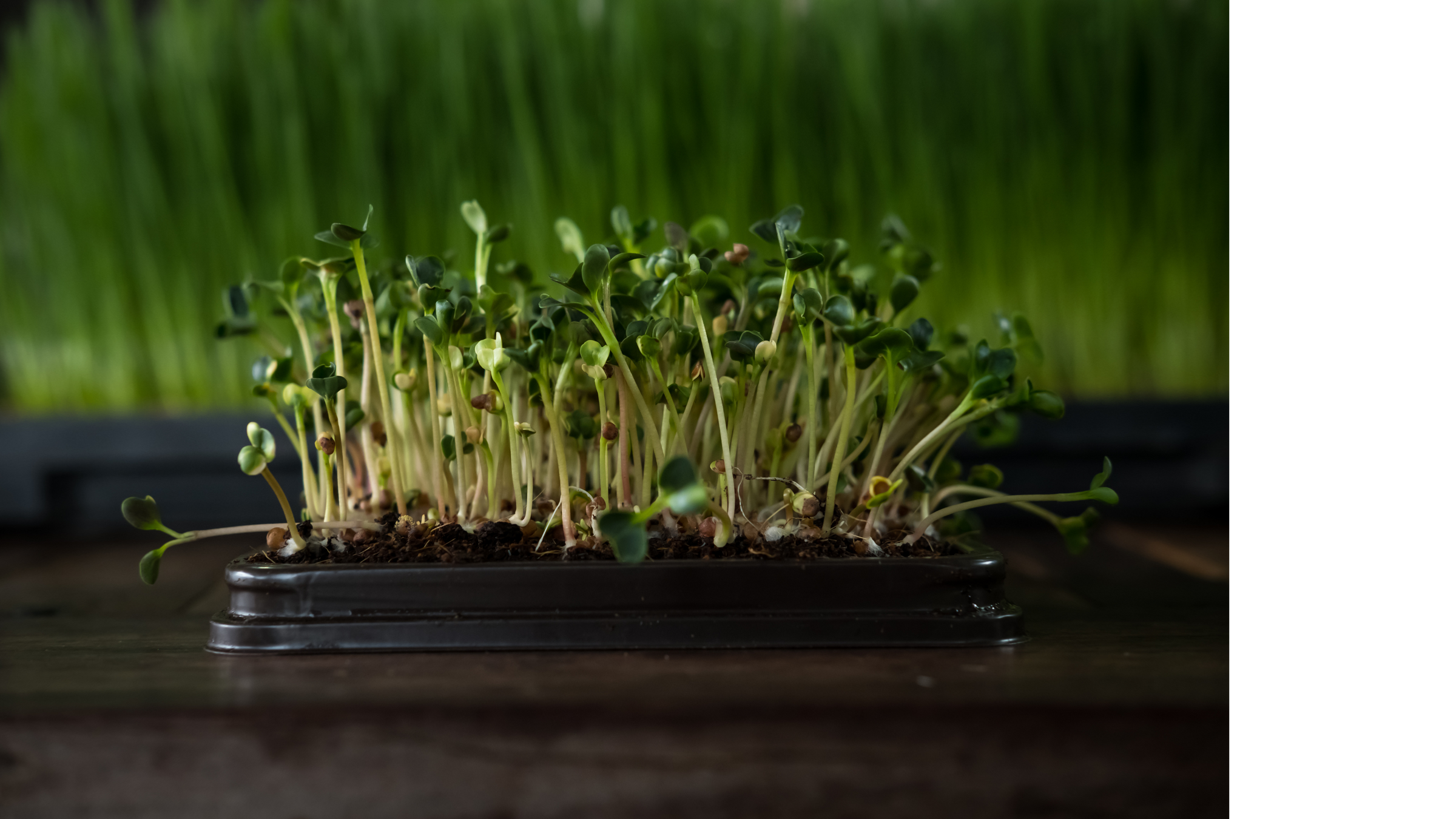 Microgreens