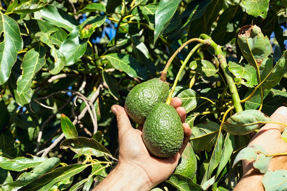 Hass Avocados